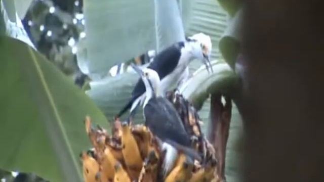 O canto Melanerpes candidus-Visto da Janela do meu Quarto смотреть онлайн
