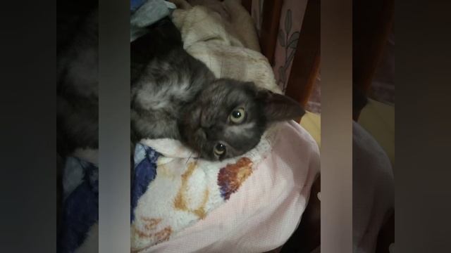 Самый красивый шерстяной котенок донского сфинкса. Котенок браш по имени Ми-Ми смотреть онлайн