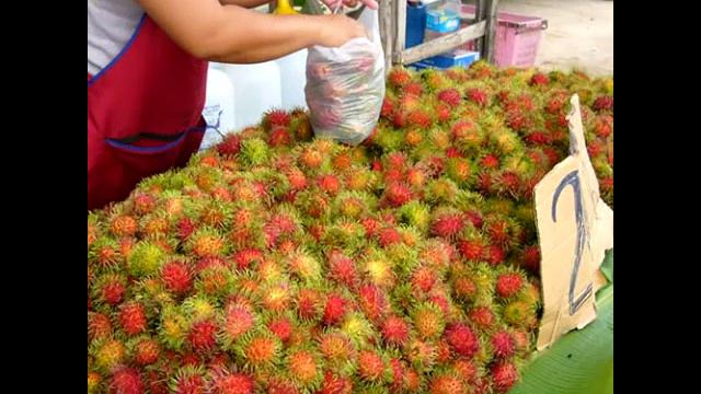 Растения тропических лесов