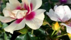 Розы с простыми цветами  Найт Оул, Очи Феи, Айс оф зе Тайге