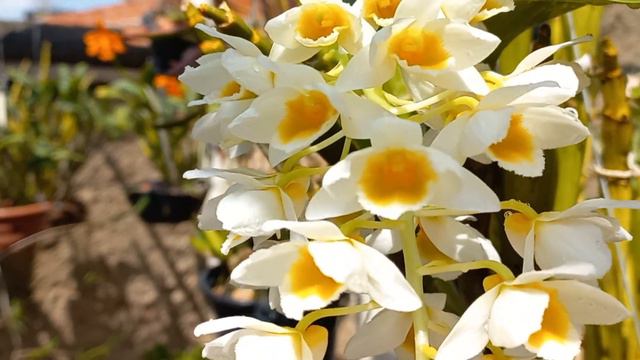 MARAVILHOSO - Dendrobium Thyrsiflorum смотреть онлайн