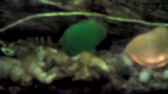 раки мандарины смотреть онлайн