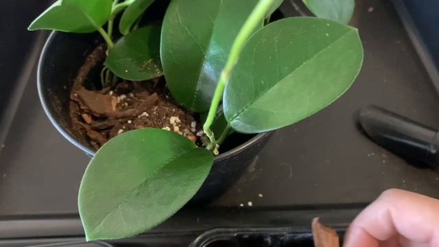 【 Hoya Soil Mix And Planting Hoya AUSTRALIS 】 ホヤの土作りとホヤ・オーストラリスの植え付け
