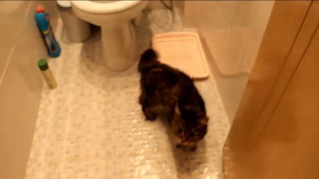 Видеоролик про кошку Ксюшу смотреть онлайн