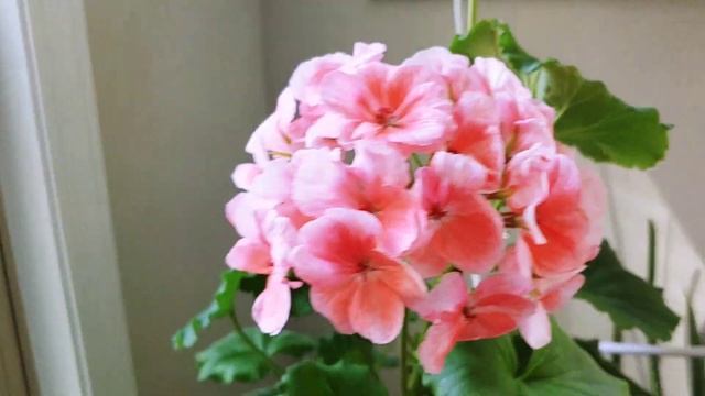 Geranium Salmon (Pelargonium) Indoors