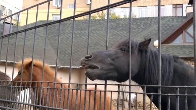 Кормим лошадей в Московском зоопарке 04-09-2011.mp4 смотреть онлайн
