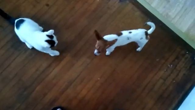 My grandmas cat beating temple смотреть онлайн