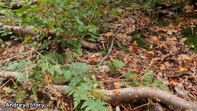 Очень много грибов, Тюрингенский Лес, Thüringen Wald. смотреть онлайн
