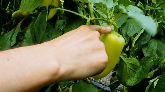 Чтобы ПЕРЦА было В 2 РАЗА больше - сделайте ЭТO! Пасынкование и Формирование Перца. смотреть онлайн