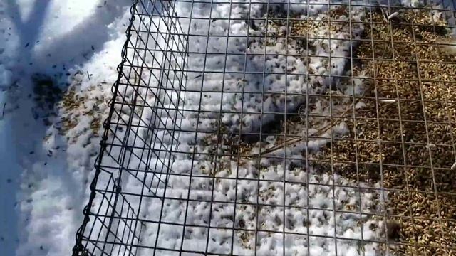 Откорм бычков Хотел поймать куропаток но поймал Сойку смотреть онлайн
