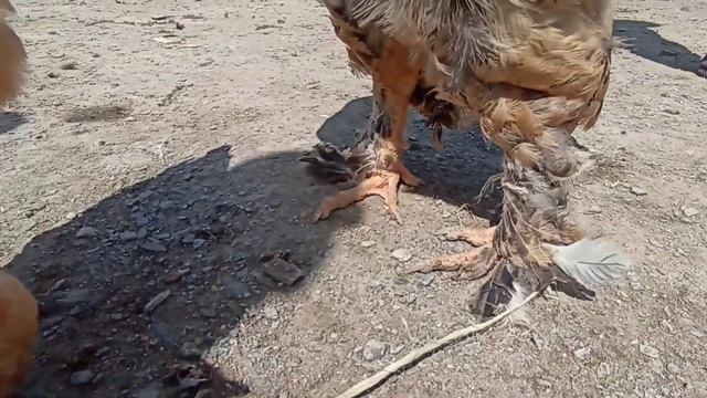 Шымбай Тауык Базар / Shimbay Tawiq Bazar / bazar 2022 смотреть онлайн