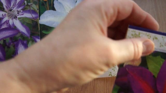 Три новых клематиса для моего сада смотреть онлайн