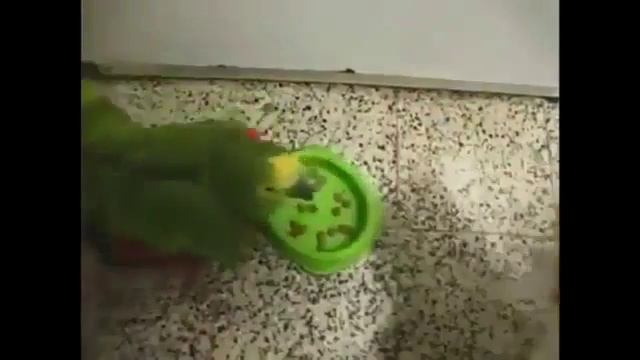 Классный прикол! Попугай Хам смотреть онлайн