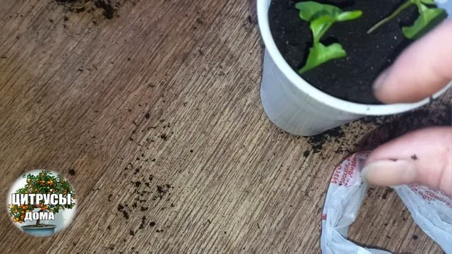 Гранаты из косточки пересадка ростков граната