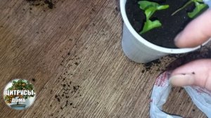 Гранаты из косточки пересадка ростков граната