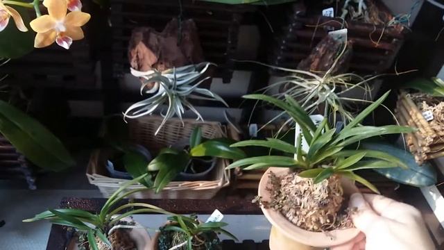 Обзор коллекции нео и седирей смотреть онлайн