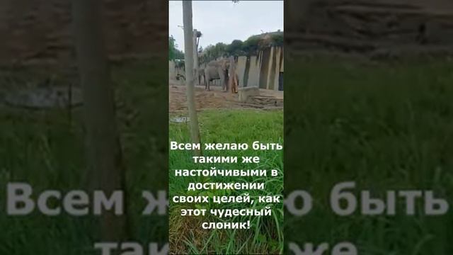 Второй день отпуска. Швейцария. Слон у которого стоит поучиться. смотреть онлайн