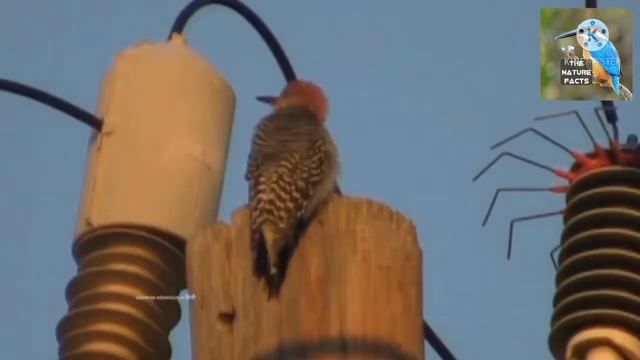 Animals reactions on electric current ⚡⚡ animals funny reactions ? electric current react animals.. смотреть онлайн