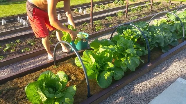 159. Пекинская капуста, в чем моя ошибка? смотреть онлайн