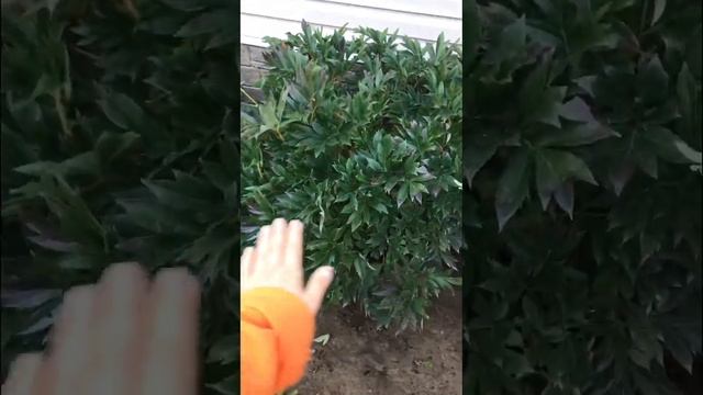 Когда обрезать листву у пионов ?#пионы#обрезка смотреть онлайн