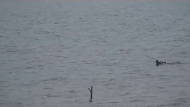 Манить утку