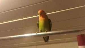 Пение попугайчиков-неразлучников