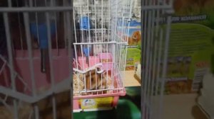 Как отучить хомяка грызть клетку?