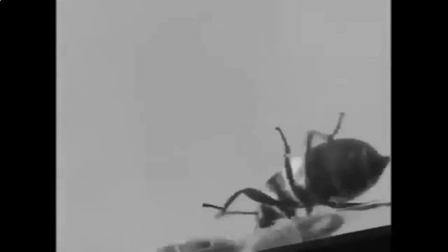 Ультразвуковой отпугиватель грызунов и насекомых Pest Reject на сайте unikum-store.ru смотреть онлайн