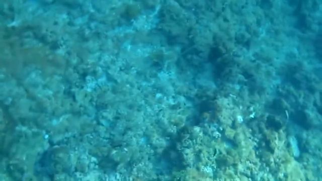 Змея смотреть онлайн