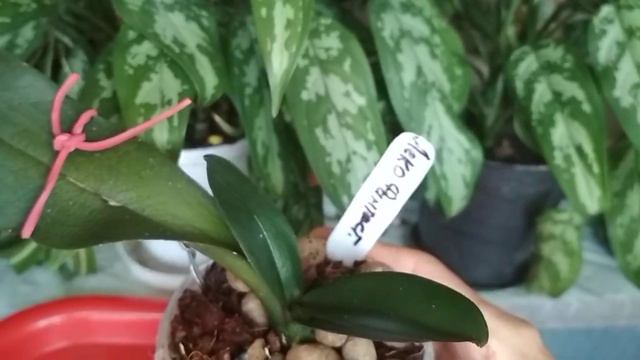 Мои красавицы 🌿продолжают меня РАДОВАТЬ 🤗/Леко Фантастик жива/🌾(27.06.23) смотреть онлайн