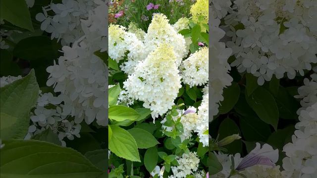 hydrangea "sweet summer" in summer смотреть онлайн