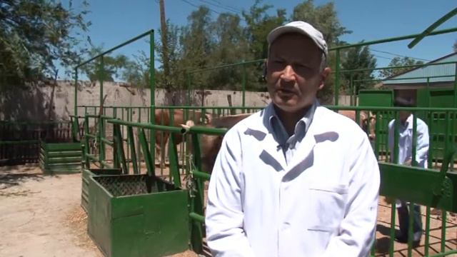 Животноводство Кыргызстана смотреть онлайн