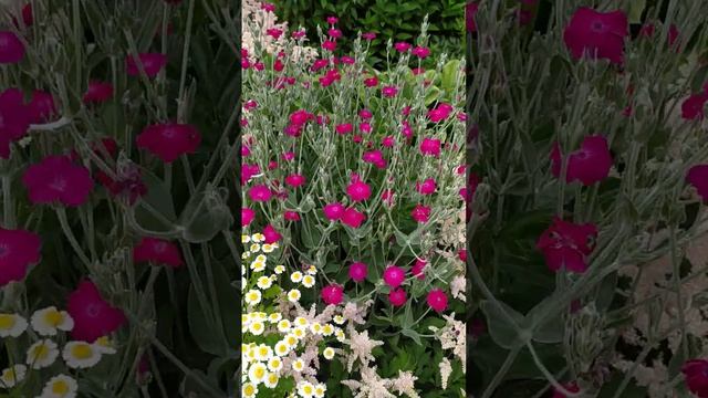 Нестандартная песочница для детей. Прогулка по саду. #дача #цветы #сад #песочница #флористика смотреть онлайн