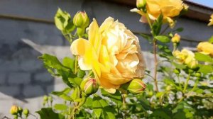 Элегантная РОЗА-МЕЧТА, англичанка Голден Селебрейшн /English rose Golden Celebration / ROZI MIRA