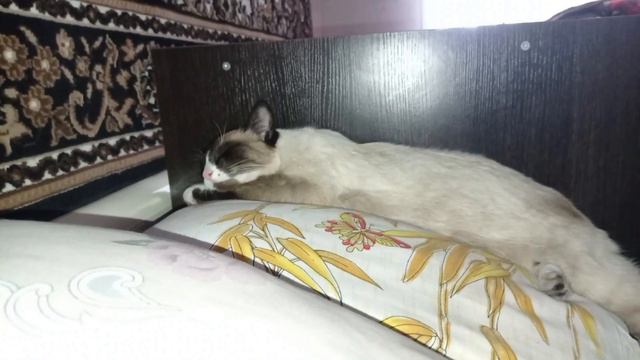 Фото Феликс любимый 15 06 2023 год смотреть онлайн