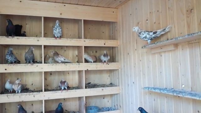 Широкохвостые голуби из Баку. смотреть онлайн