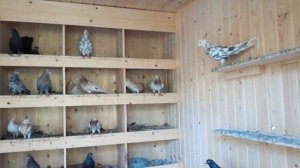 Широкохвостые голуби из Баку.