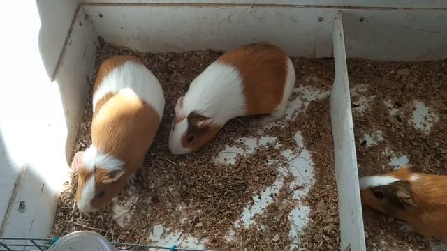 УХОД ЗА МОРСКИМИ СВИНКАМИ