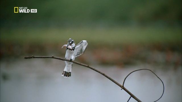 Дикая природа Таиланда 2 серия (документальный сериал, 2013) смотреть онлайн