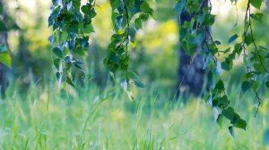 Футаж — Березки в лесу. Ветки березы в березовом лесу. Футажи (footage) красивая природа [FullHD]