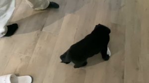 Воспитание щенка немецкой овчарки на карантине