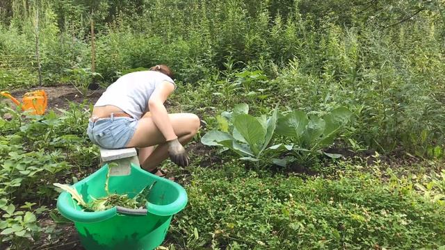 Убираю сорняк. Timelapse смотреть онлайн