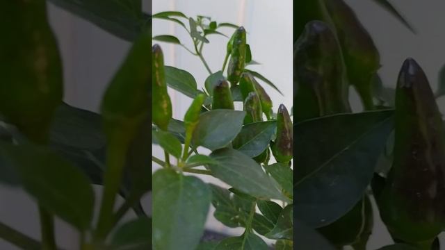 Перец острый ЧупаКобра, крест Мраморного с Чёрной Коброй смотреть онлайн