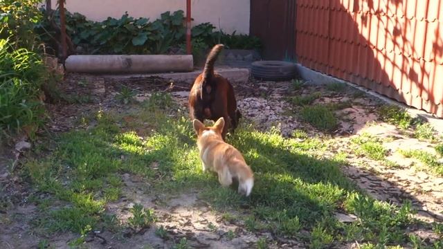 ?Счастье есть! There is happiness! Корги Дарси и Лекси. Corgi Darcy and Lexi. смотреть онлайн