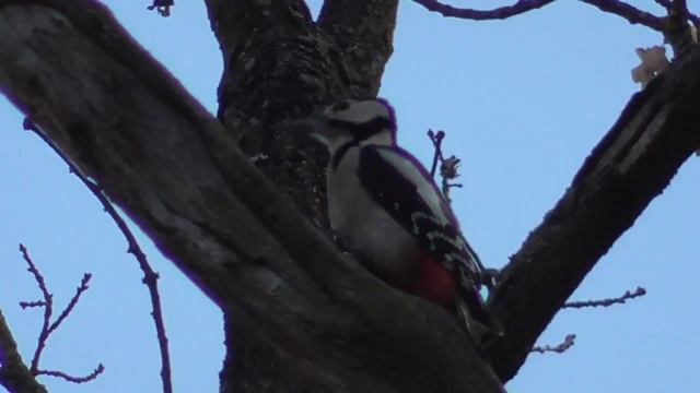 Кухня-мастерская (кузня) дятла. Обработка сосновых шишек. Woodpecker Kitchen.