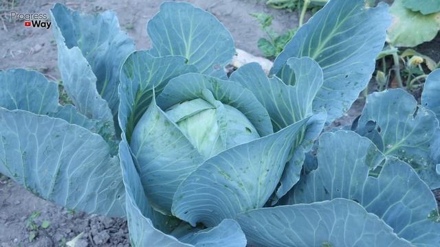 1 Ложка этого при Посадке и Капуста Никогда не Заболеет! смотреть онлайн