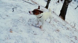 Джек-рассел-терьер | Характер, уход воспитание