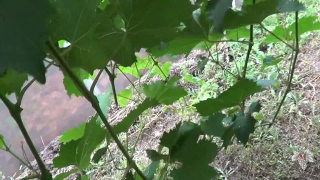 Виноград Ланселот. Урожай и особенности сорта смотреть онлайн