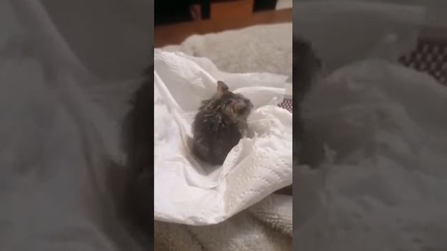 Джунгарик смотреть онлайн