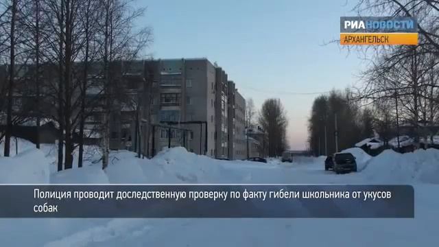 Собаки загрызли ребенка в Архангельске смотреть онлайн